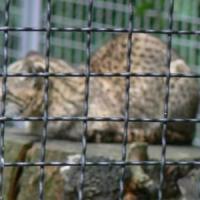 ogród zoologiczny, Katarzyna Jamrozik