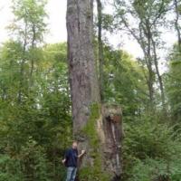 300-letni pień Dębu Bogusław, Majka