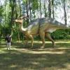 ZAUROLANDIA, Darek