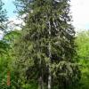 , Marek Weber