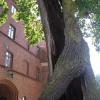 Frombork - dąb Mikołaj