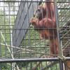 W oliwskim ZOO, Wojciech Soroka