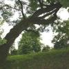 Park, Teresa Nowak