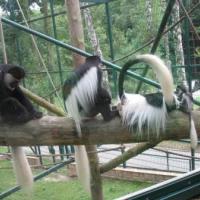 W oliwskim ZOO, Wojciech Soroka