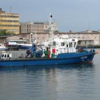 Port w Gdyni, Darek