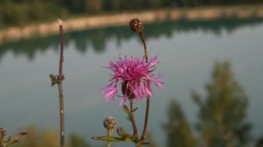 Balaton, Teresa Nowak