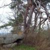 Wichrowe Wzgórza, Majka