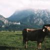 Alpejska Milka