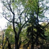 Dydaktyczna ścieżka - Synklina Leszczyny, Darek