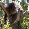 Park Narodowy Yanchep w Australii, Marcin F.