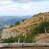 Sokolica, Marta
