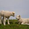 Texel, Marta