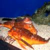 Monaco - Oceanarium, Bogumiła