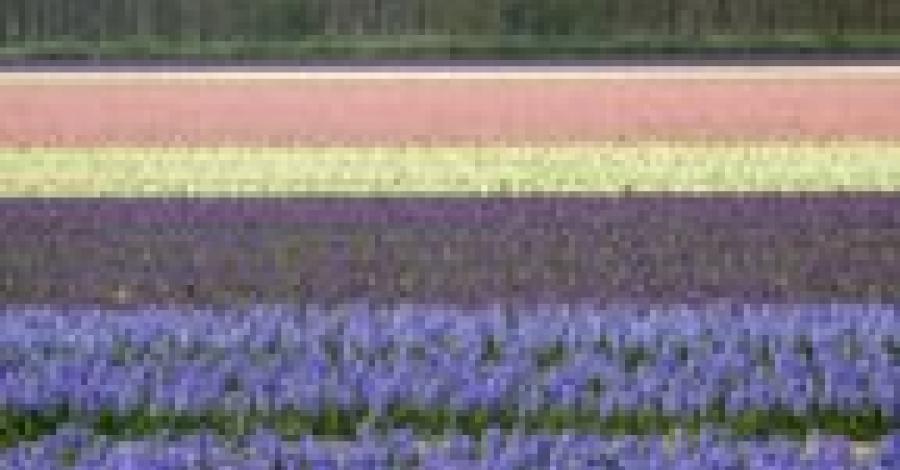 Wyspy Fryzyjskie - Texel - zdjęcie
