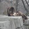 zoo- miśki, łukasz i Gocha