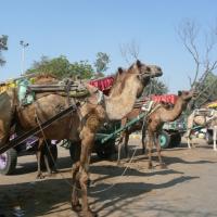 Agra, ania