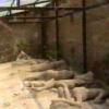 Pompeje i Wezuwiusz, Marek Weber