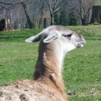 Lama