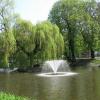 Staw osadowy, Darek