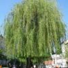 , Darek