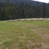 , Janek