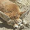 zoo wrocław, MARTUSIA I ADAŚ
