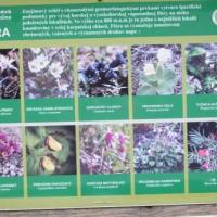 , Janek