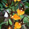 , Kinga