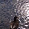 , Janek