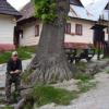 , Janek