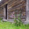 , Janek