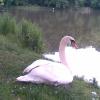 , Adrianna