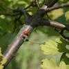 , Teresa Nowak