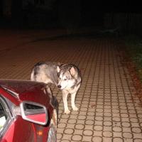 chciał się z nami zabrać, Kinga