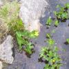 , Janek