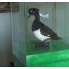 , Artur