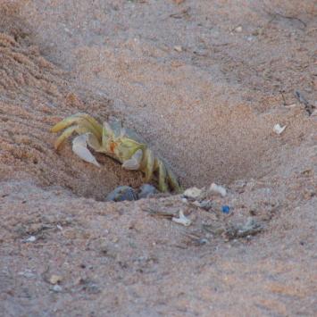 Crabs - zdjęcie