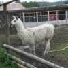 , Darek