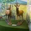 USTRZYKI DOLNE - MUZEUM PRZYRODNICZE, Tadeusz - WIARUSY