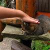 Kot,który się wtopił w tło :), Bastet Monia