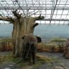 ZOO Safari - Dvůr Králové nad Labem, Arkadiusz Sobierajski