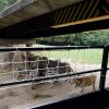 ZOO Safari - Dvůr Králové nad Labem, Arkadiusz Sobierajski