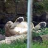 ZOO Safari - Dvůr Králové nad Labem, Arkadiusz Sobierajski
