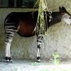 ZOO Safari - Dvůr Králové nad Labem, Arkadiusz Sobierajski
