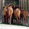 ZOO Safari - Dvůr Králové nad Labem, Arkadiusz Sobierajski