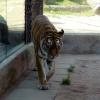 ZOO Safari - Dvůr Králové nad Labem, Arkadiusz Sobierajski