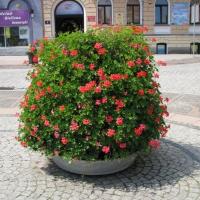 , Darek