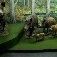 USTRZYKI DOLNE - MUZEUM PRZYRODNICZE, Tadeusz - WIARUSY