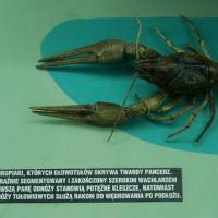 USTRZYKI DOLNE - MUZEUM PRZYRODNICZE, Tadeusz - WIARUSY
