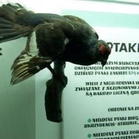 USTRZYKI DOLNE - MUZEUM PRZYRODNICZE, Tadeusz - WIARUSY